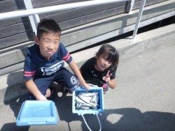 大阪南港海釣り公園　サッパ・アジ・イワシ・サバ