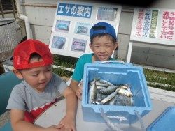 大阪南港海釣り公園　イワシ、アジ、サバ
