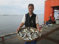 尼崎市立魚つり公園　良型アジ順調