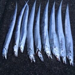 朝マヅメ太刀魚＆エギング