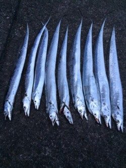 朝マヅメ太刀魚＆エギング