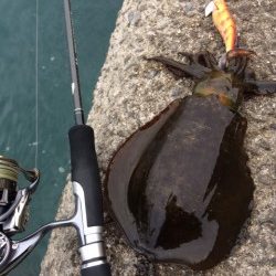 朝マヅメ太刀魚＆エギング