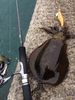 朝マヅメ太刀魚＆エギング