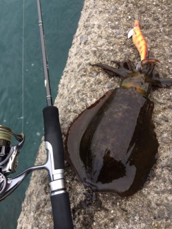 朝マヅメ太刀魚＆エギング