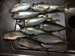 グッドサイズアジ