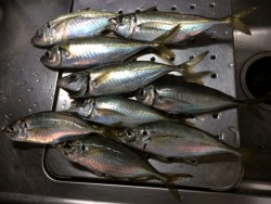 グッドサイズアジ