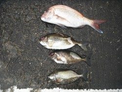 北港海釣り公園　マダイ・アイゴの釣果
