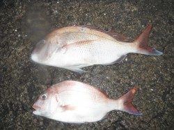 和歌山北港魚つり公園　マダイ