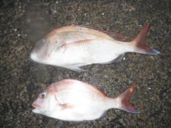 和歌山北港魚つり公園　マダイ