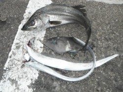 和歌山北港魚つり公園　スズキ、ウマズラ、タチウオ