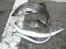 和歌山北港魚つり公園　スズキ、ウマズラ、タ…