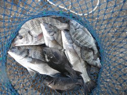 和歌山北港魚つり公園 投稿