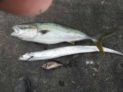 和歌山北港魚つり公園 投稿