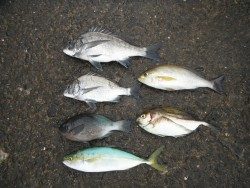 和歌山北港魚つり公園　五目釣り