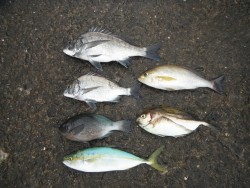 和歌山北港魚つり公園　五目釣り