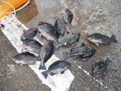 北港釣り公園　グレの釣果出てます