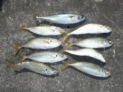 北港海釣り公園　アジ・サバの釣果