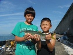 和歌山北港魚つり公園 良型アジをキャッチ