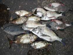 和歌山北港魚つり公園 投稿