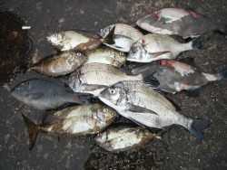 和歌山北港魚つり公園 投稿