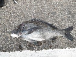 北港海釣り公園　チヌ47cmの釣果