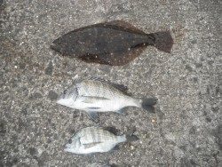 北港釣り公園　ヒラメ＆チヌの釣果