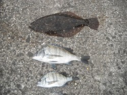 北港釣り公園　ヒラメ＆チヌの釣果