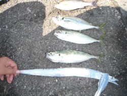 和歌山北港魚つり公園 投稿