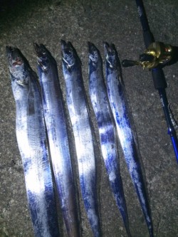 ベイトでタチウオ