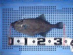 神戸市立須磨海づり公園　ウマヅラハギ