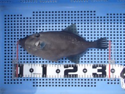 神戸市立須磨海づり公園　ウマヅラハギ