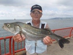 神戸市立平磯海づり公園　ノマセでスズキ