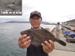 神戸市立平磯海づり公園　ウマズラハギ