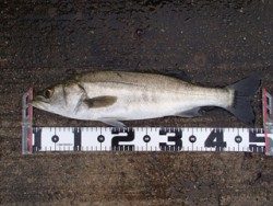 神戸市立平磯海づり公園　ノマセでハネ