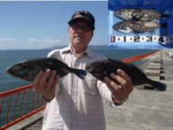 神戸市立平磯海づり公園　ウマズラ