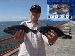 尼崎市立魚つり公園　サバ戻ってきました