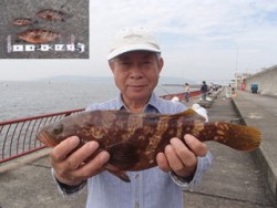 神戸市立平磯海づり公園　アコウ　記録賞！