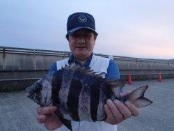 神戸市立平磯海づり公園　イシダイ　記録賞！