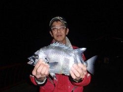 神戸市立平磯海づり公園 イシダイ記録賞★