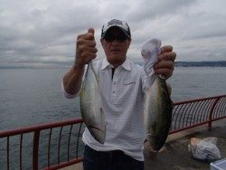 神戸市立平磯海づり公園 シラサでハマチがヒット♪