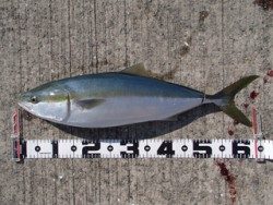 神戸市立平磯海づり公園　メジロ63cm！