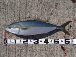 神戸市立平磯海づり公園　メジロ63cm！