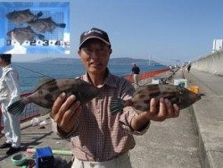 神戸市立平磯海づり公園　良型ウマズラ