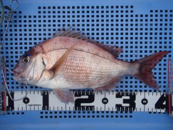 神戸市立平磯海づり公園　マダイ