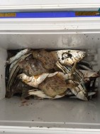 和歌山マリーナシティ海釣り公園 投稿