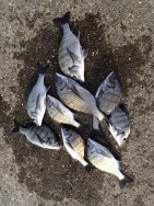 和歌山マリーナシティ海洋釣り堀　紀州釣りで…