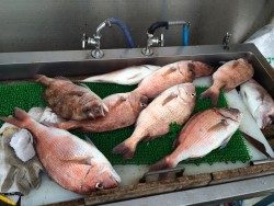 和歌山マリーナシティ海洋釣り堀　マダイ34尾