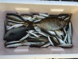 和歌山マリーナシティ海洋釣り堀 投稿