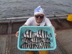 神戸市立須磨海づり公園　サンバソウ11尾