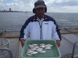 須磨海釣り公園　サビキでアジの釣果